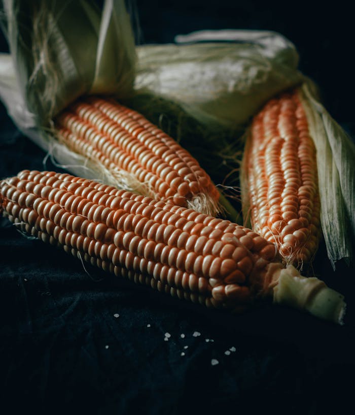 A detailed image of fresh, ripe corn cobs with husks on dark fabric, showcasing natural texture.