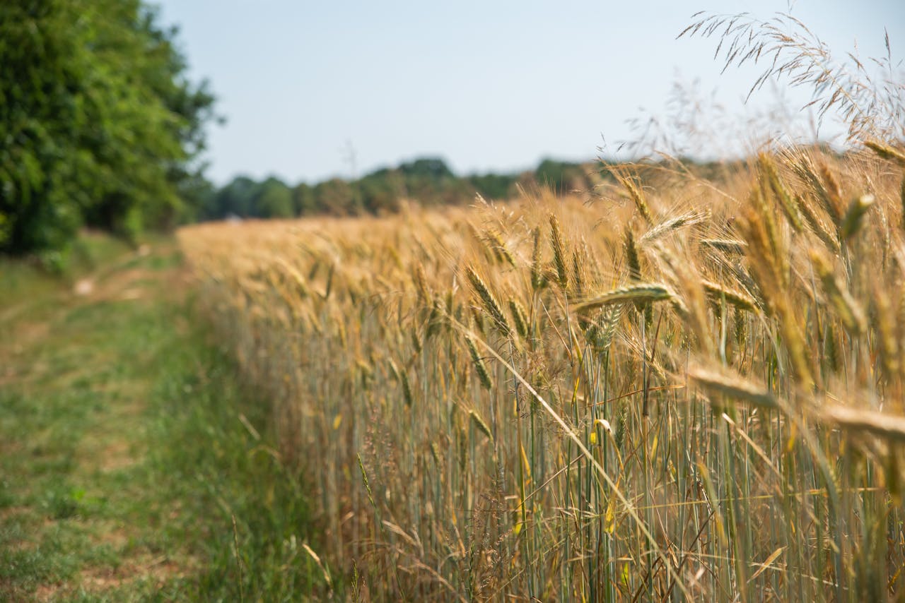 wheat field harvesting