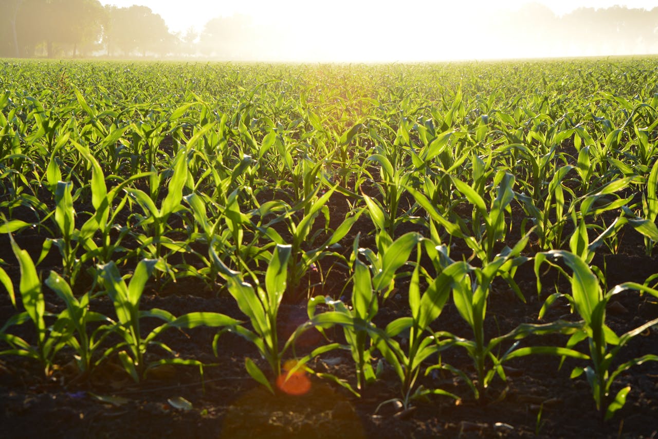 Home Lush cornfield illuminated by the golden morning sun, showcasing growth and vitality.